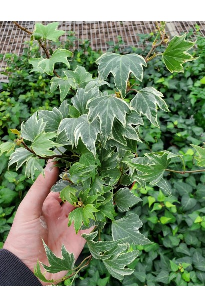 Плющ звичайний `Вайт Ріпл`